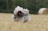 TERRIER DU TIBET 014
